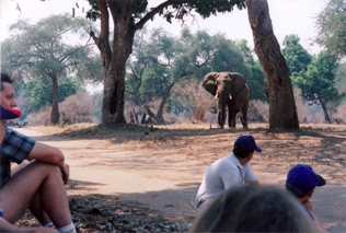 Mana Pools Elephant